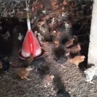 جوجه ۳۵ روزه گلپایگان همه واکسن خورده سالم