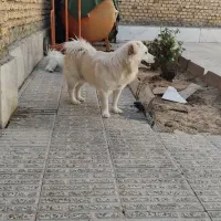 سگ  پامر|سگ|شهرکرد, |دیوار