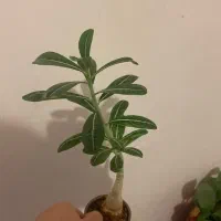 گل ادنیوم|گل و گیاه طبیعی|مشهد, شهید مطهری|دیوار