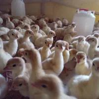 جوجه بیوتی(فوق سنگین)