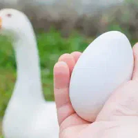 تخم غاز