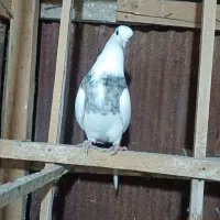 کبوتر طوق سرور