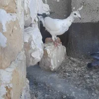 ساده نر .دست پر سیا.پولکی ماده پلاکی سینه کاکولی