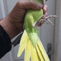 طوطی ملنگو ماده|پرنده|نیشابور, بنیاد شهید|دیوار