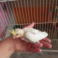 عروس هلندی لوتینو آلبینو|پرنده|تربتحیدریه, یحیی آباد|دیوار