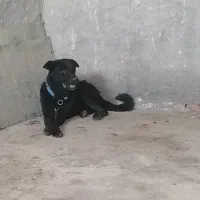 سگ دورگ