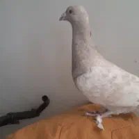 کفتر،سرور،ماده،کرم