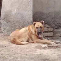 با سلام سگ سرابی ۱۶ ماهه