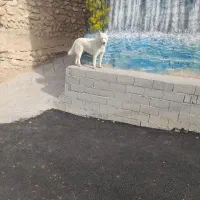 فروش.یک.قلادسک.