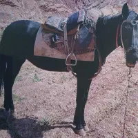 اسب|اسب و تجهیزات اسبسواری|چناران, |دیوار