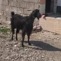 گیسه بز|حیوانات مزرعه|جیرفت, |دیوار