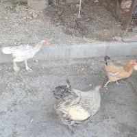 مرغ