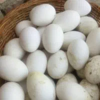 تخم غاز