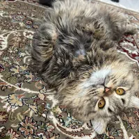 واگذاری گربه پرشین