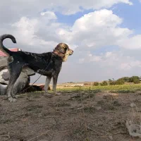 سگ گله ای