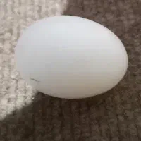 تخم کبوتر