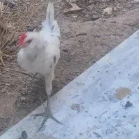 ۴ ماهه.گلین اصل