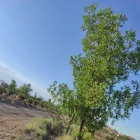 زمین مزروعی