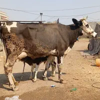 گاو سمنتایل باگوساله نر سمنتایل روزی ۲۰ کیلوشیر|حیوانات مزرعه|اهواز, اهواز|دیوار