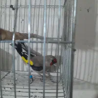 سهره|پرنده|بجنورد, |دیوار