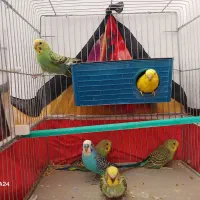 ۶عددمرغ عشق