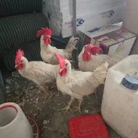مرغ و خروس
