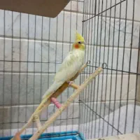 عروس هلندی نر.ماده