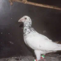 سار