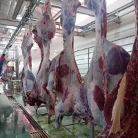 خرده گوشت گوساله تکه گوشت چرخکره گرم و تازه روز|خوردنی و آشامیدنی|تهران, بهمن یار|دیوار