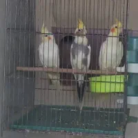 عروس هلندی مولد با جوجه و قفس