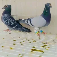 نروماده کاکل درجه یک لطفا اگهی درست خوانده شود