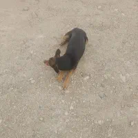 سگ نر برای جفت