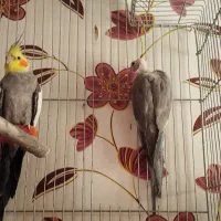 عروس هلندی|پرنده|محمدشهر, شهرک پیام (مهرالبرز)|دیوار