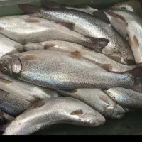 ماهی اعلا ارزان تازه