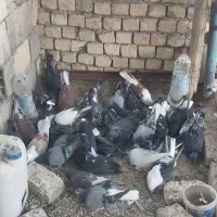 کبوتر ۳۰عدد|پرنده|پیر بکران, |دیوار