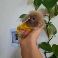 خرگوش مینیاتوری