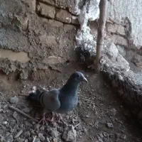 کفتر پلاکی معاوضه|پرنده|جوادآباد, |دیوار