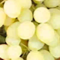 انگور کشمش بدون هسته
