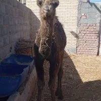 دو نفر بلبون ماده