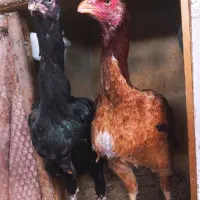 مرغ لاری وخروس لاری