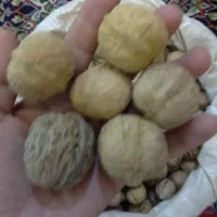 گردو درشت پرمغز