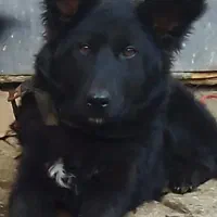 توله ژرمن بلک