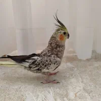 عروس هلندی
