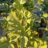 نیازمند ۱۰ نفر کارگر برجی واسه کشاورزی