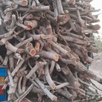 خرید چوب،بریدن انواع درخت،هرس درخت|خدمات باغبانی و درختکاری|صدرا-فارس, فاز ۱|دیوار