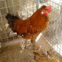 مرغ و خروس شهری