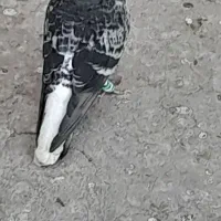 ۳ عدد نر