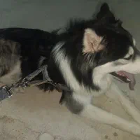 سگ هاسکی