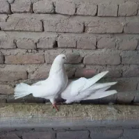 کبوتر سفید|پرنده|چهاربرج, |دیوار