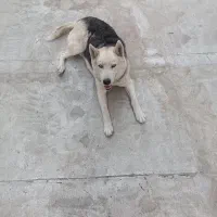 سگ هاسکی|سگ|بهارستان, |دیوار